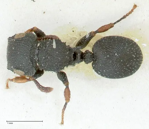 Cataulacus voeltzkowi specimen FOCOL2127 image focol2127_1