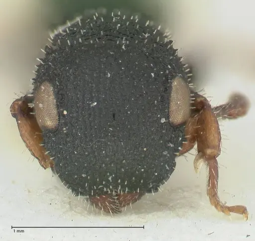 Cataulacus voeltzkowi specimen FOCOL2127 image focol2127_2