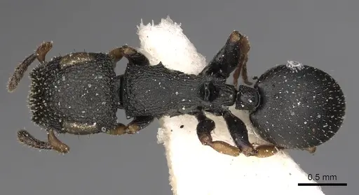 Cataulacus vorticus specimen CASENT0900272 image casent0900272_1
