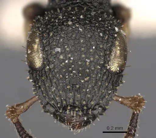 Cataulacus vorticus specimen CASENT0900272 image casent0900272_2