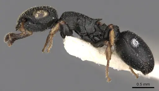Cataulacus vorticus specimen CASENT0900272 image casent0900272_3