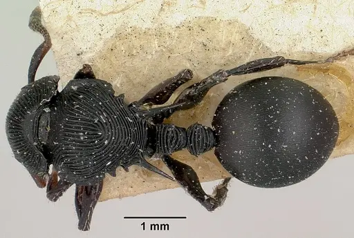 Cataulacus wasmanni specimen CASENT0101998 image casent0101998_1