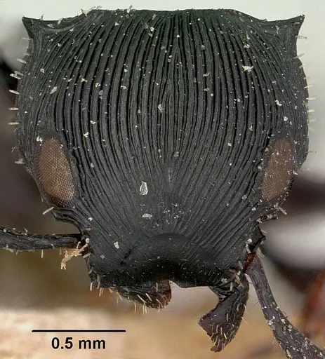Cataulacus wasmanni specimen CASENT0101998 image casent0101998_2