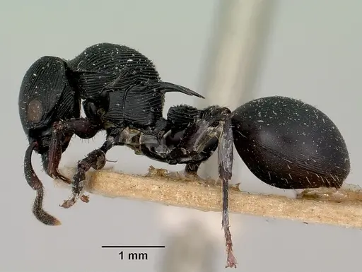 Cataulacus wasmanni specimen CASENT0101998 image casent0101998_3