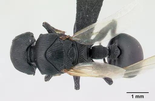 Cataulacus wasmanni specimen CASENT0498338 image casent0498338_1