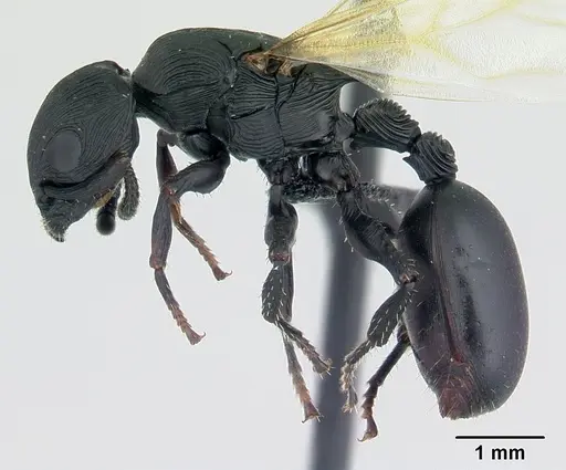 Cataulacus wasmanni specimen CASENT0498338 image casent0498338_3