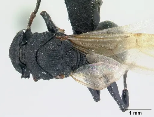 Cataulacus wasmanni specimen CASENT0498381 image casent0498381_1
