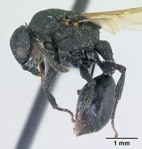 Cataulacus wasmanni specimen CASENT0498381 image casent0498381_3