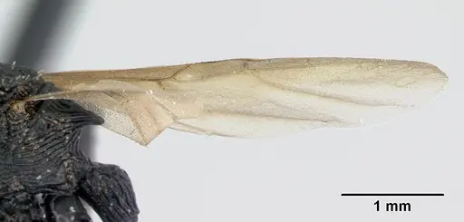 Cataulacus wasmanni specimen CASENT0498381 image casent0498381_4