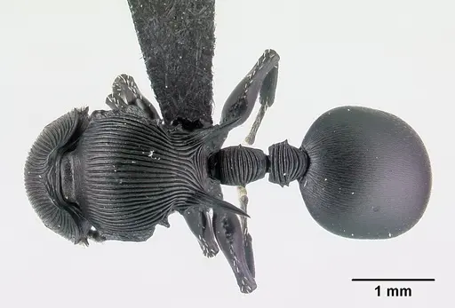 Cataulacus wasmanni specimen CASENT0498558 image casent0498558_1