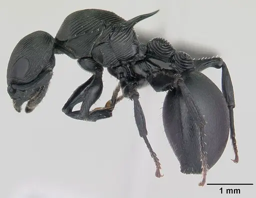 Cataulacus wasmanni specimen CASENT0498567 image casent0498567_3