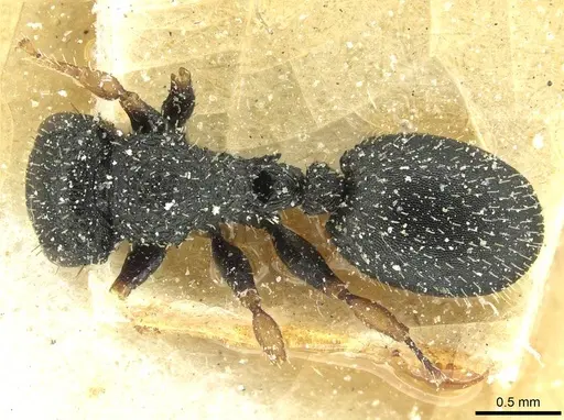 Cataulacus weissi specimen CASENT0912573 image casent0912573_1