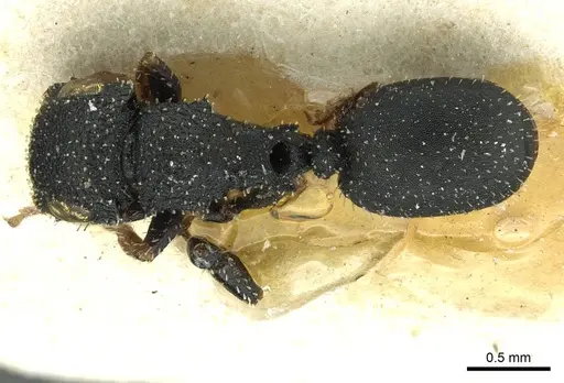 Cataulacus weissi specimen CASENT0912574 image casent0912574_1