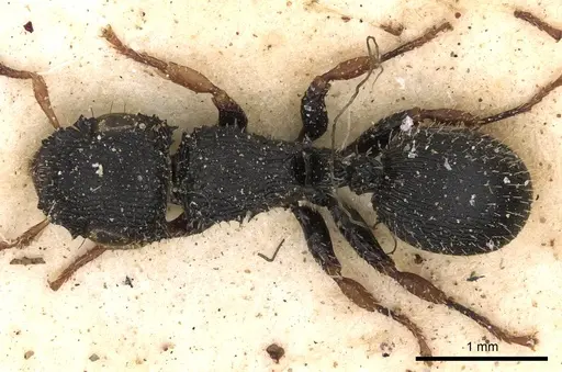 Cataulacus wissmannii specimen CASENT0900261 image casent0900261_1