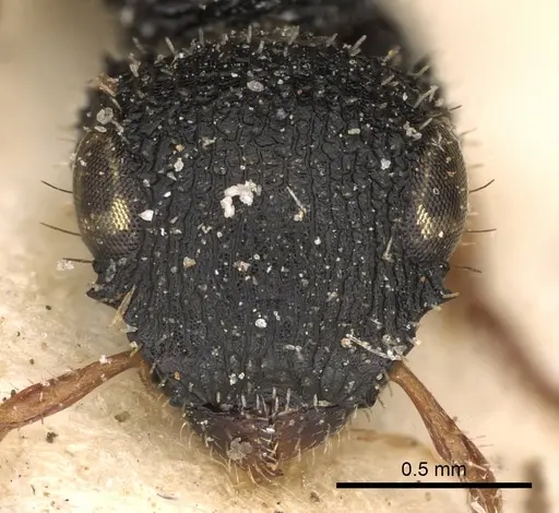 Cataulacus wissmannii specimen CASENT0900261 image casent0900261_2