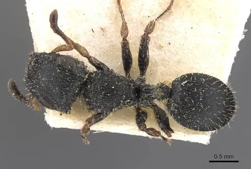 Cataulacus wissmannii specimen CASENT0909229 image casent0909229_1