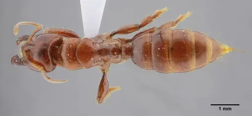 Centromyrmex alfaroi specimen ANTWEB1032026 image antweb1032026_1