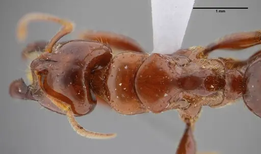 Centromyrmex alfaroi specimen ANTWEB1032026 image antweb1032026_2
