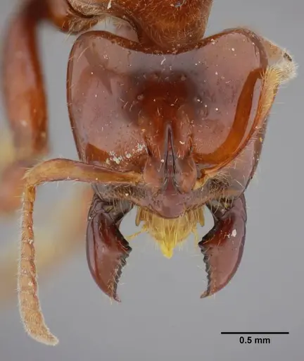 Centromyrmex alfaroi specimen ANTWEB1032026 image antweb1032026_3