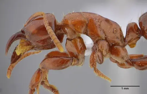 Centromyrmex alfaroi specimen ANTWEB1032026 image antweb1032026_6