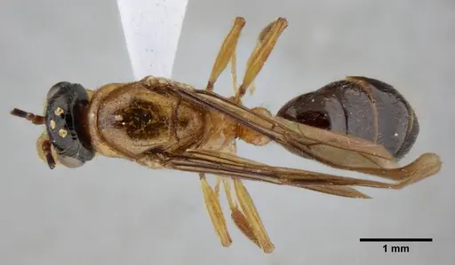 Centromyrmex alfaroi specimen ANTWEB1032042 image antweb1032042_1