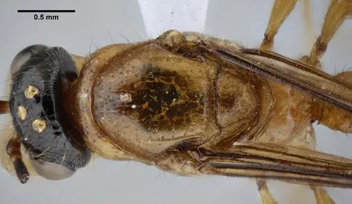 Centromyrmex alfaroi specimen ANTWEB1032042 image antweb1032042_2