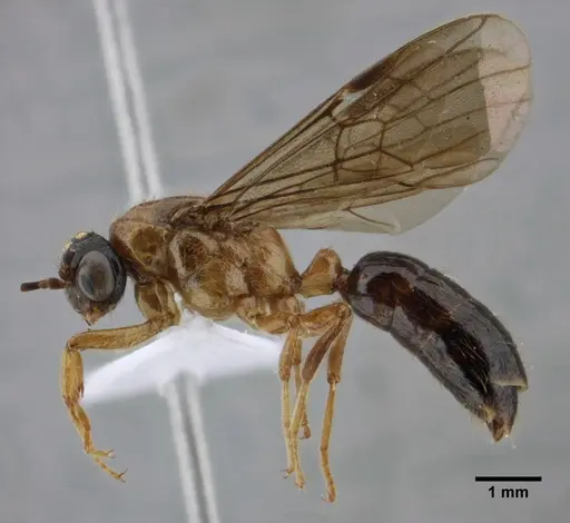 Centromyrmex alfaroi specimen ANTWEB1032042 image antweb1032042_4