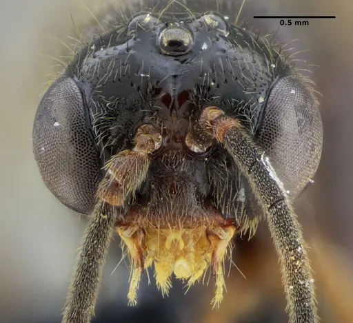 Centromyrmex alfaroi specimen ANTWEB1032050 image antweb1032050_2