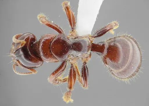 Centromyrmex alfaroi specimen ANTWEB1032051 image antweb1032051_1