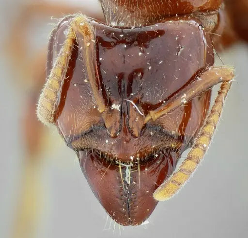Centromyrmex alfaroi specimen ANTWEB1032051 image antweb1032051_2