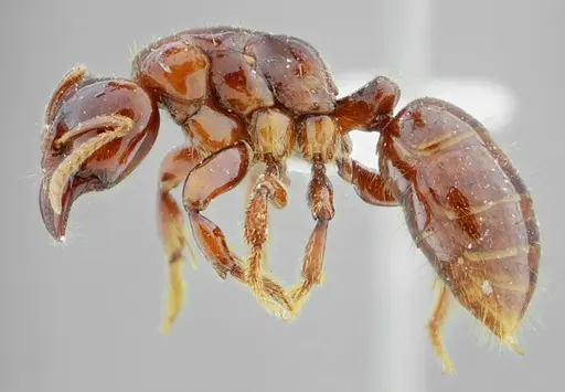 Centromyrmex alfaroi specimen ANTWEB1032051 image antweb1032051_3