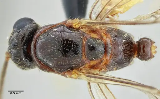 Centromyrmex alfaroi specimen ANTWEB1032060 image antweb1032060_1