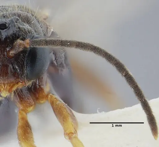 Centromyrmex alfaroi specimen ANTWEB1032060 image antweb1032060_3