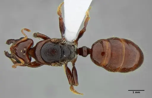 Centromyrmex alfaroi specimen ANTWEB1032085 image antweb1032085_1