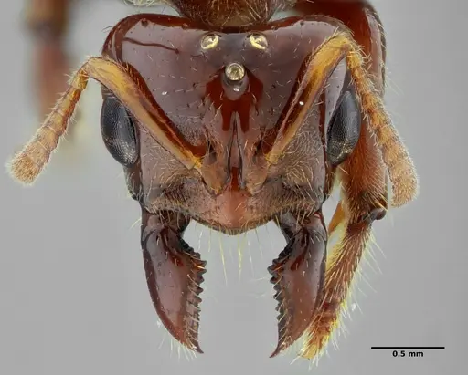 Centromyrmex alfaroi specimen ANTWEB1032085 image antweb1032085_2
