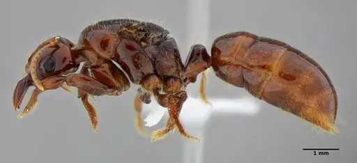 Centromyrmex alfaroi specimen ANTWEB1032085 image antweb1032085_3