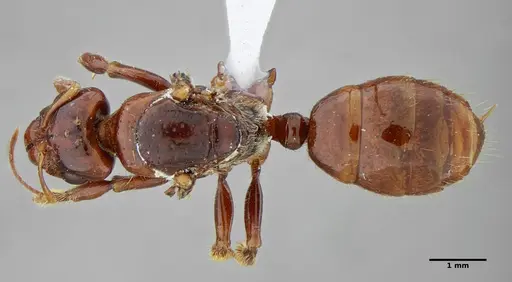 Centromyrmex alfaroi specimen ANTWEB1032094 image antweb1032094_1