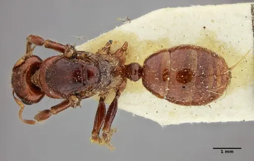 Centromyrmex alfaroi specimen ANTWEB1032094 image antweb1032094_2