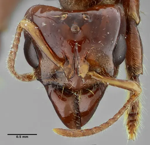 Centromyrmex alfaroi specimen ANTWEB1032094 image antweb1032094_3