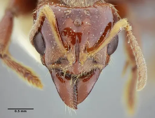 Centromyrmex alfaroi specimen ANTWEB1032094 image antweb1032094_4