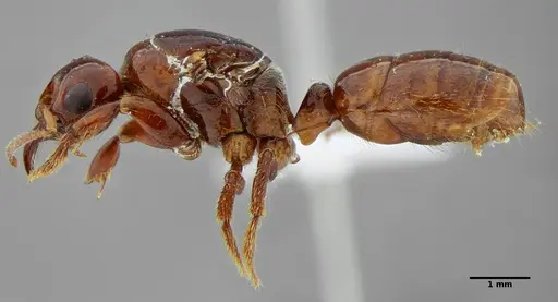 Centromyrmex alfaroi specimen ANTWEB1032094 image antweb1032094_5