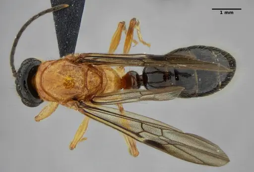 Centromyrmex alfaroi specimen ANTWEB1032732 image antweb1032732_1