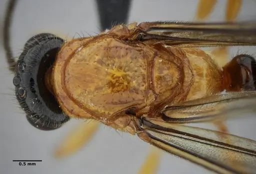Centromyrmex alfaroi specimen ANTWEB1032732 image antweb1032732_2