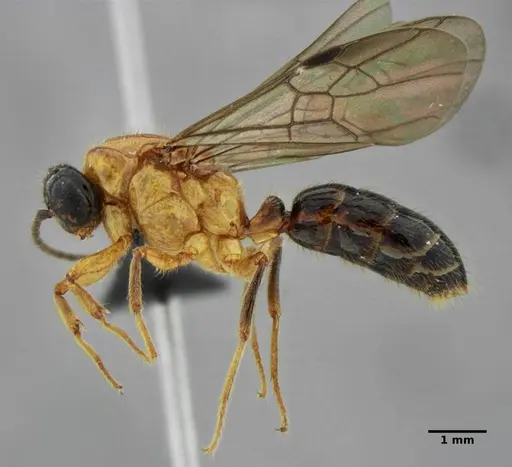 Centromyrmex alfaroi specimen ANTWEB1032732 image antweb1032732_5