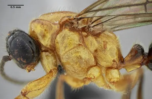 Centromyrmex alfaroi specimen ANTWEB1032732 image antweb1032732_6