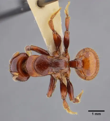 Centromyrmex alfaroi specimen ANTWEB1032764 image antweb1032764_1