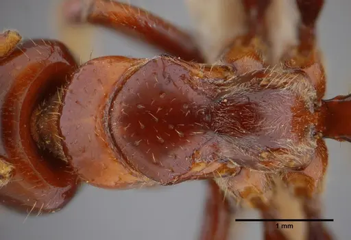 Centromyrmex alfaroi specimen ANTWEB1032764 image antweb1032764_2