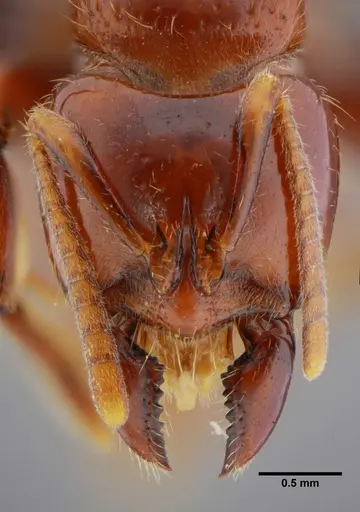 Centromyrmex alfaroi specimen ANTWEB1032764 image antweb1032764_3