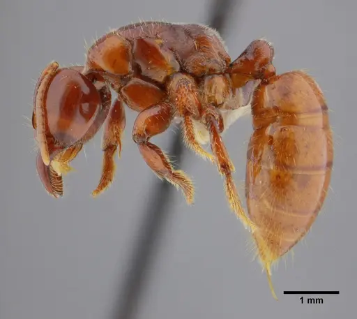 Centromyrmex alfaroi specimen ANTWEB1032764 image antweb1032764_4