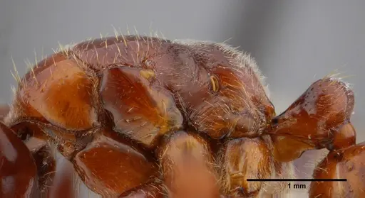 Centromyrmex alfaroi specimen ANTWEB1032764 image antweb1032764_5